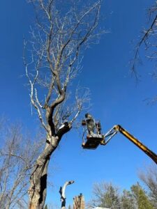 Tree Removal Services