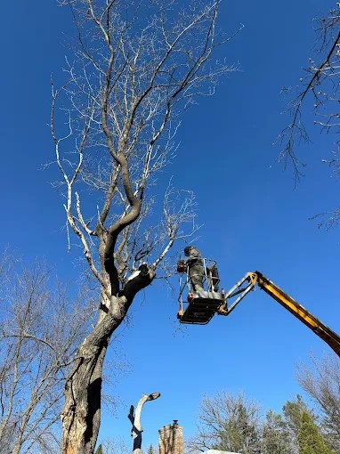 Tree Removal Services