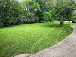 Freshly mowed lawn