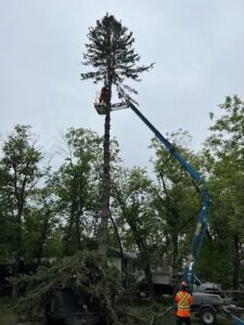 Removing tall pine tree
