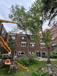 Tree removal Services Selkirk