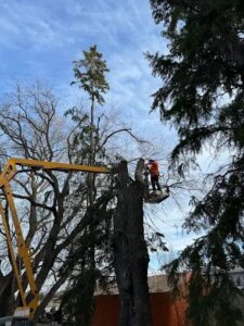 Big tree removal in Selkirk