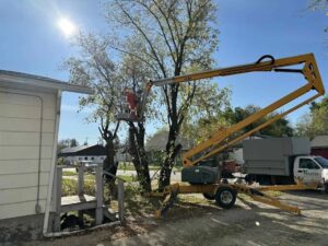 Removing medium sized tree