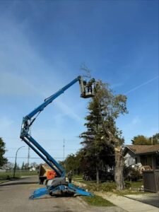 Removing tree on residential property Selkirk
