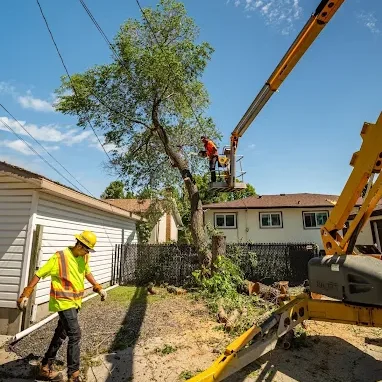 Baxter landscape & tree services crew taking down a tree in Selkirk, Manitoba