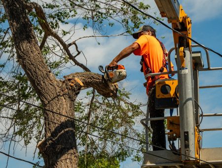 baxter landscape and tree services removing a tree in selkirk manitoba