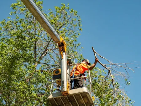 tree getting trimmed by baxter landscape & tree services crew
